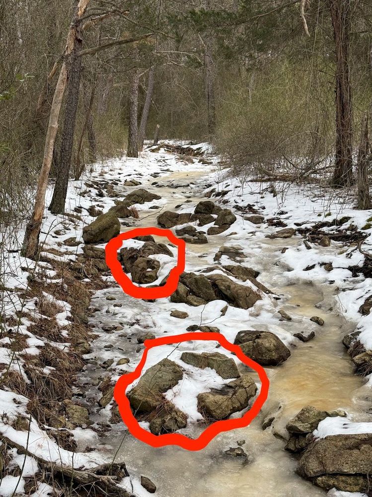 Petrified Bones in Stream