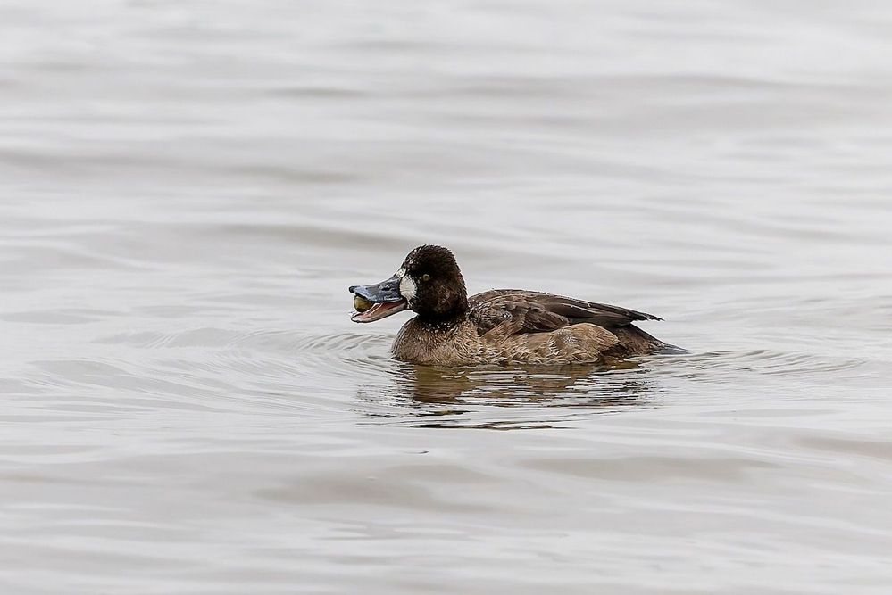 Greater Scaup