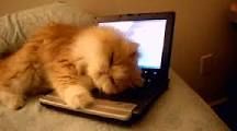 Happy cat.jpg