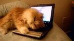 Happy cat.jpg