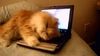 Happy cat.jpg