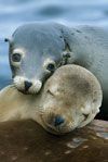 SeaLions_KevinSchafer_sm[1].jpg