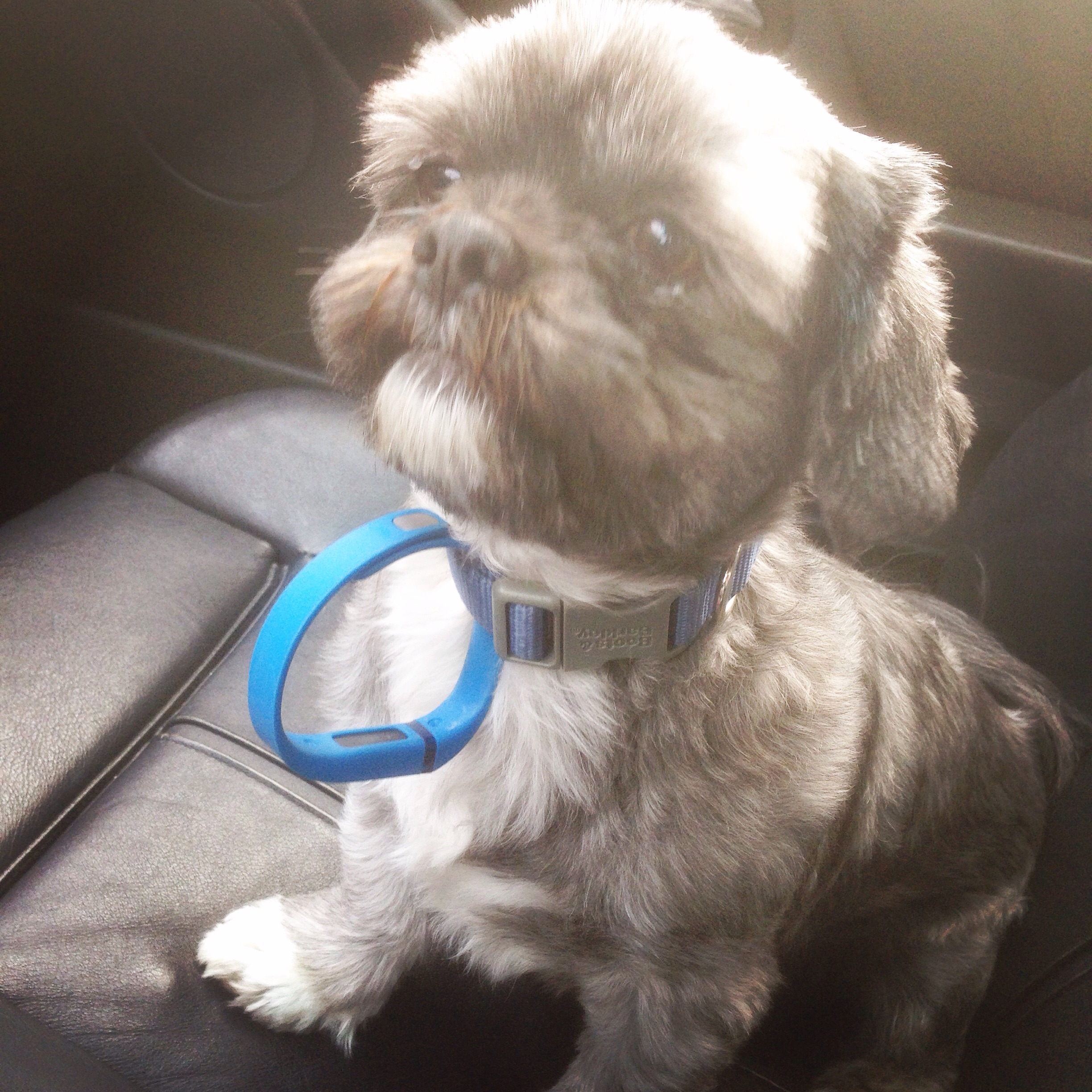 Fitbit for a dog hotsell