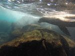 Sea Lion that swam up to me while we were snorkeling