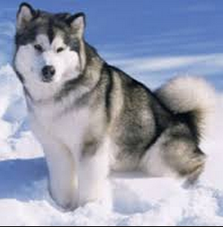 alaskan malamute.png