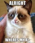 a+ cat.jpeg