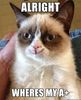 a+ cat.jpeg