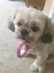 chewbacca.jpg