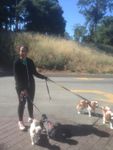 Amrita:dogs.jpg