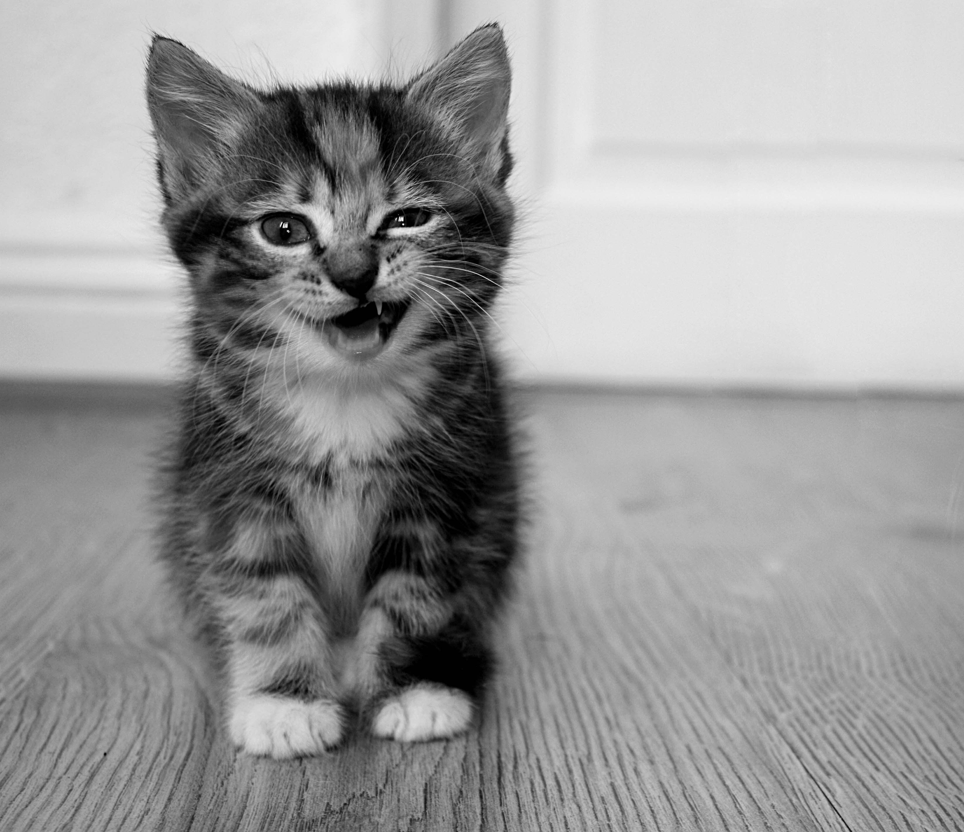 Kitten