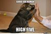 memecongratulations-puppy_o_2325185.jpg