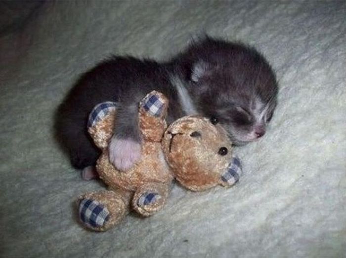 Kitten