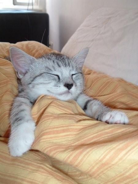 Kitten