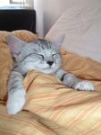 Kitten