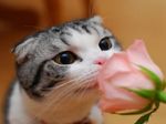 Kitten