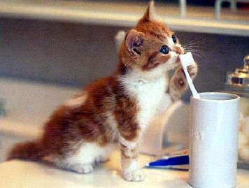 Kitten