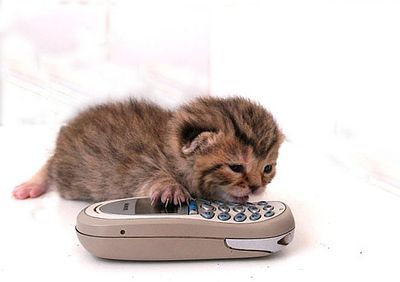 Kitten