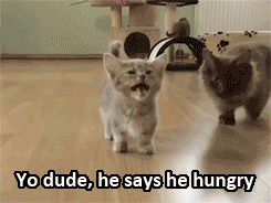 Kitten
