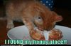 Kitten