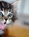 Kitten