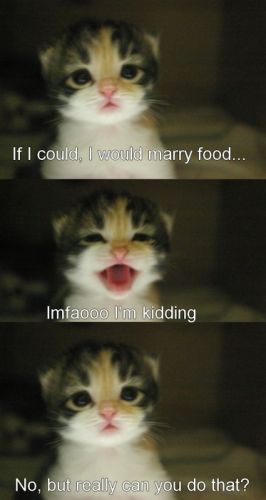 Kitten