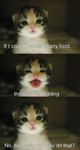 Kitten