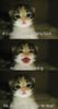 Kitten