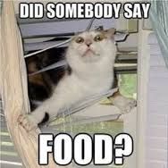 Food cat.jpg