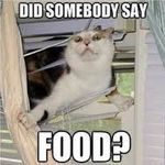 Food cat.jpg