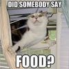 Food cat.jpg