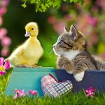 Kitten_duck.jpg