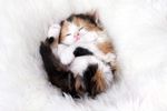Kitten