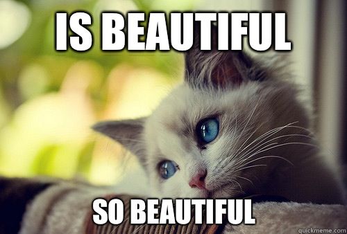 Kitten