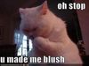 3729979053_blushing_cat_33380970718_xlarge.jpeg
