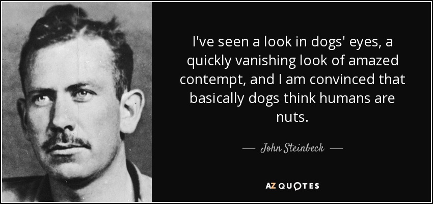 quote-i-ve-seen-a-look-in-dogs-eyes-a-quickly-vanishing-look-of-amazed-contempt-and-i-am-convinced-john-steinbeck-28-23-03[1].jpg