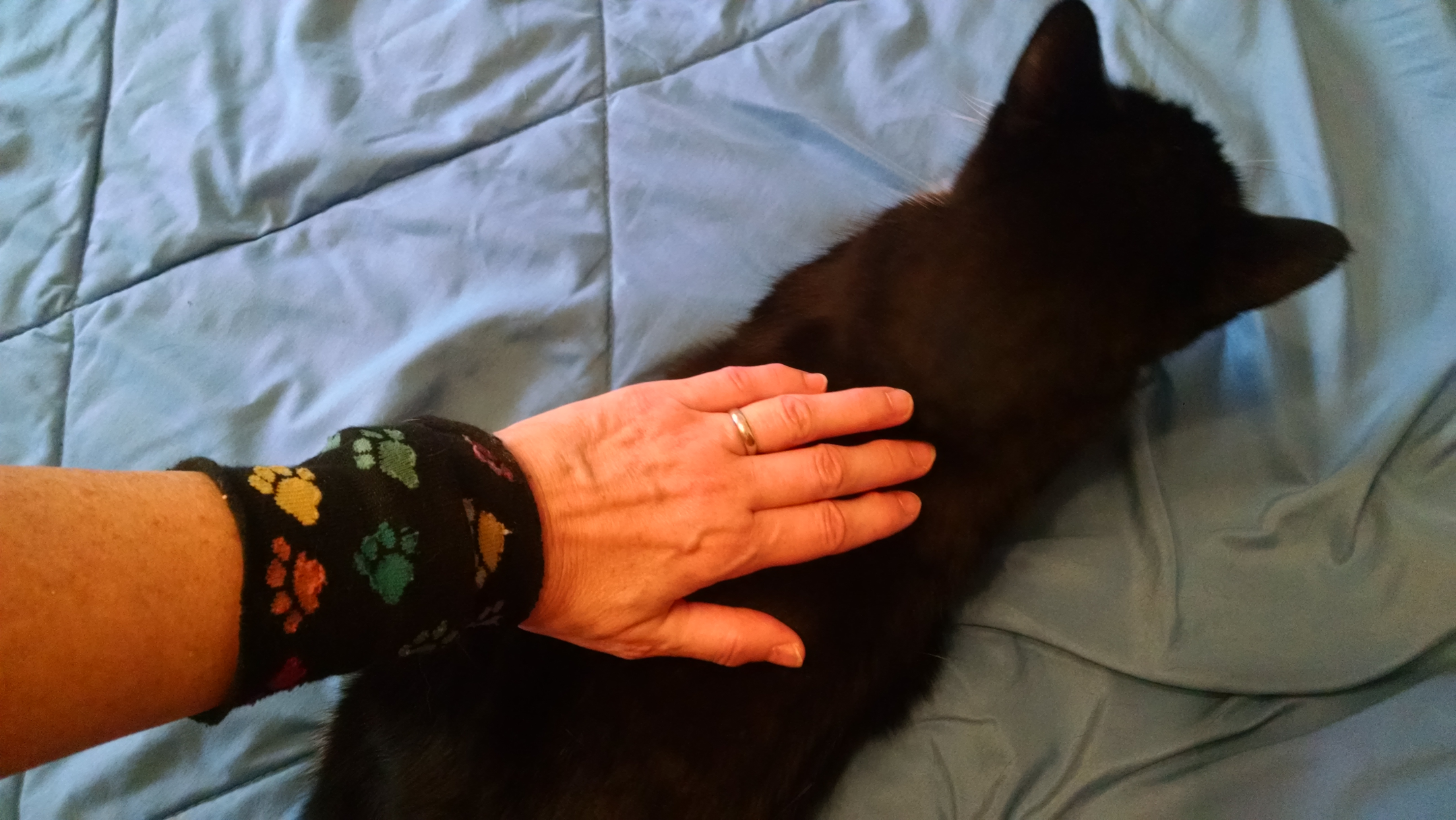 fitbit cover over cat.png