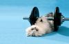 cat-exercise-photos.jpg
