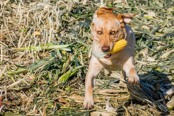DSC_2289-1-3shrink.jpg
