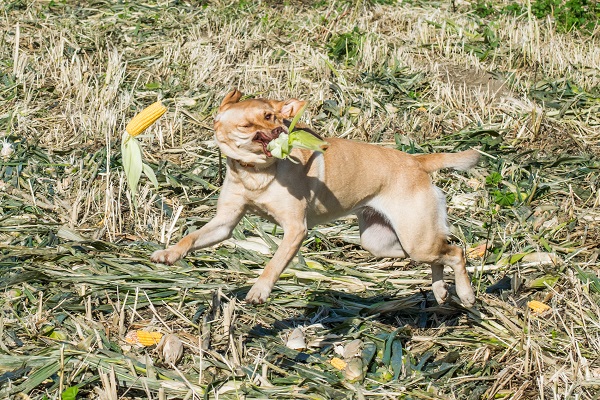 DSC_2280-1-6shrink.jpg