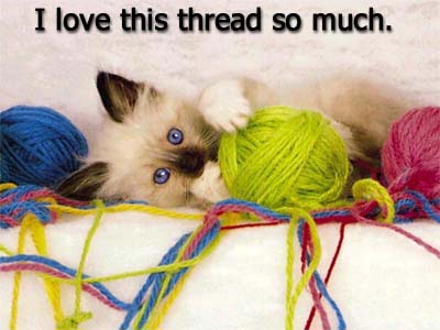 Kitten