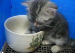 Kitten