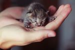 Kitty