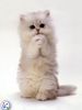 animl2608.jpg