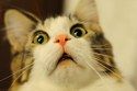 faces-all-cat-owners-will-recognize-2-16795-1430432583-6.jpg