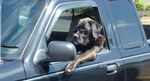 This+horse+got+swag+_9c27c120234f9ab1cb22b9db9012de28.jpg