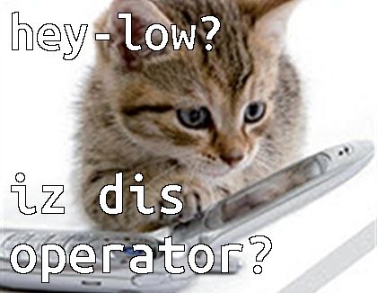Kitten