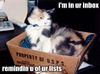 email-marketing-cat-in-your-inbox.jpg