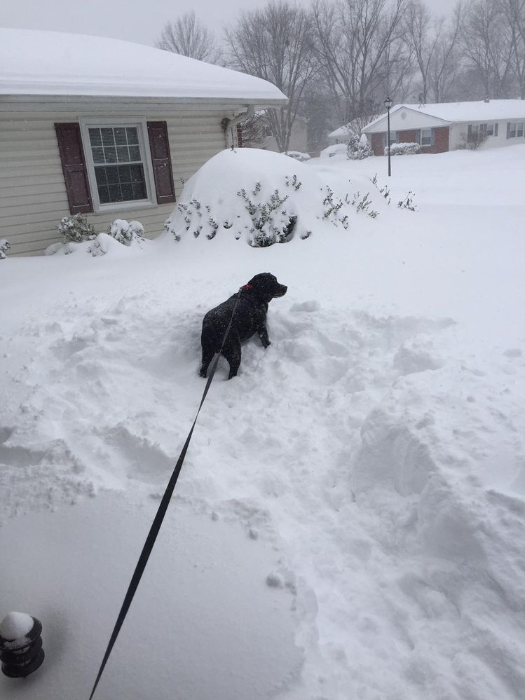Magnus Snow