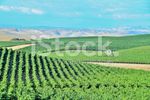stock-photo-70055175-california-vinyard-wine-country[1].jpg