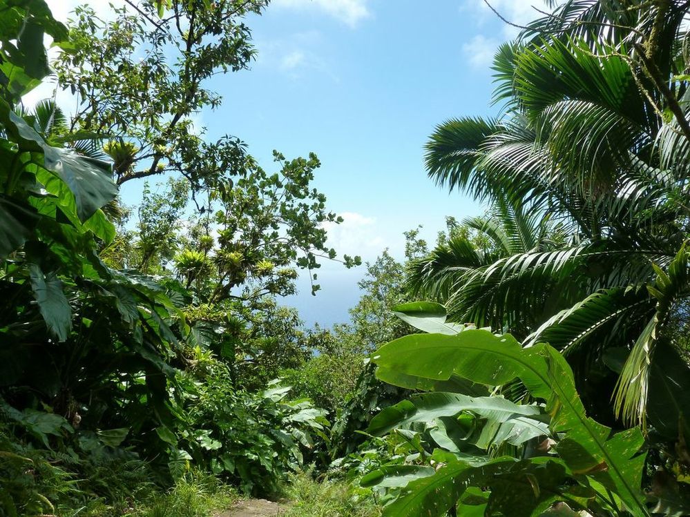 Saba